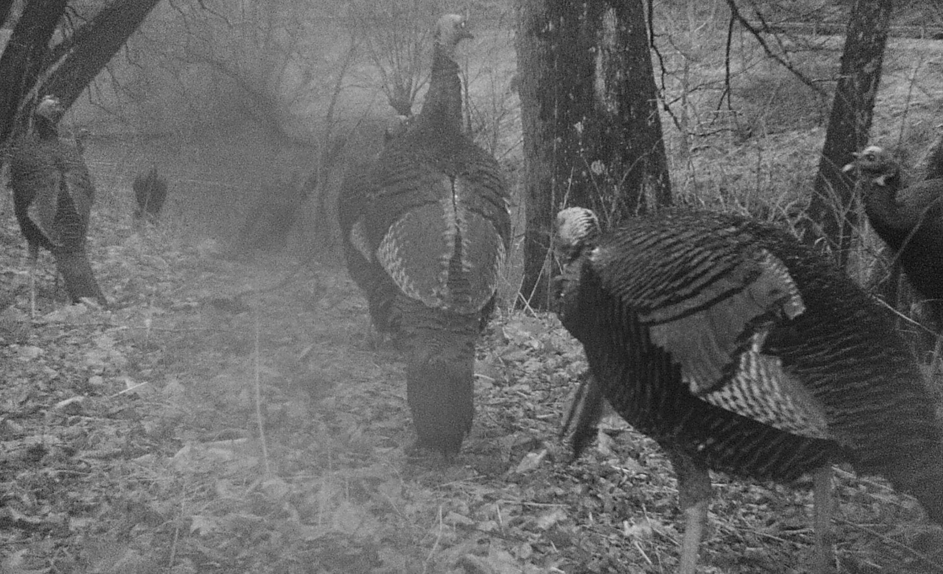 ROD GUN gobblers